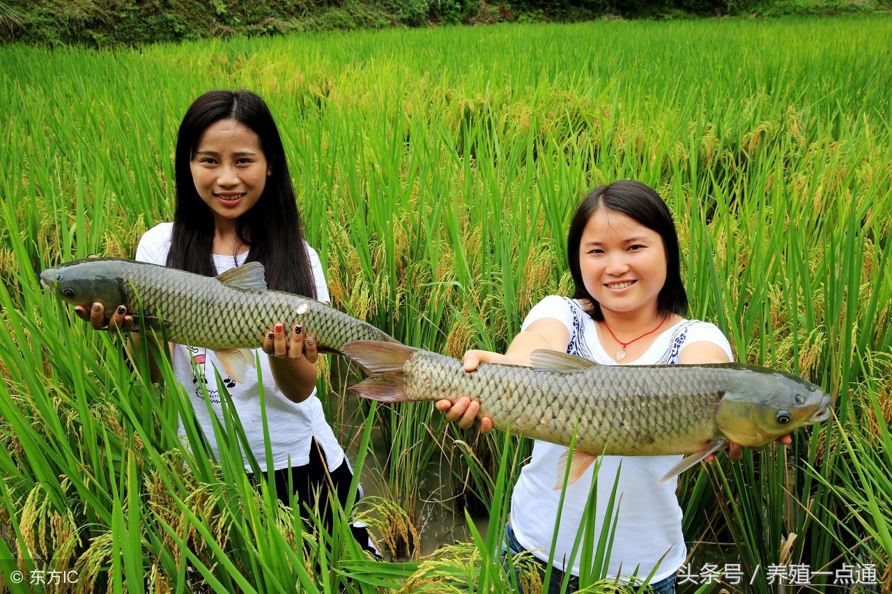草鱼精养水质一定要调养好
