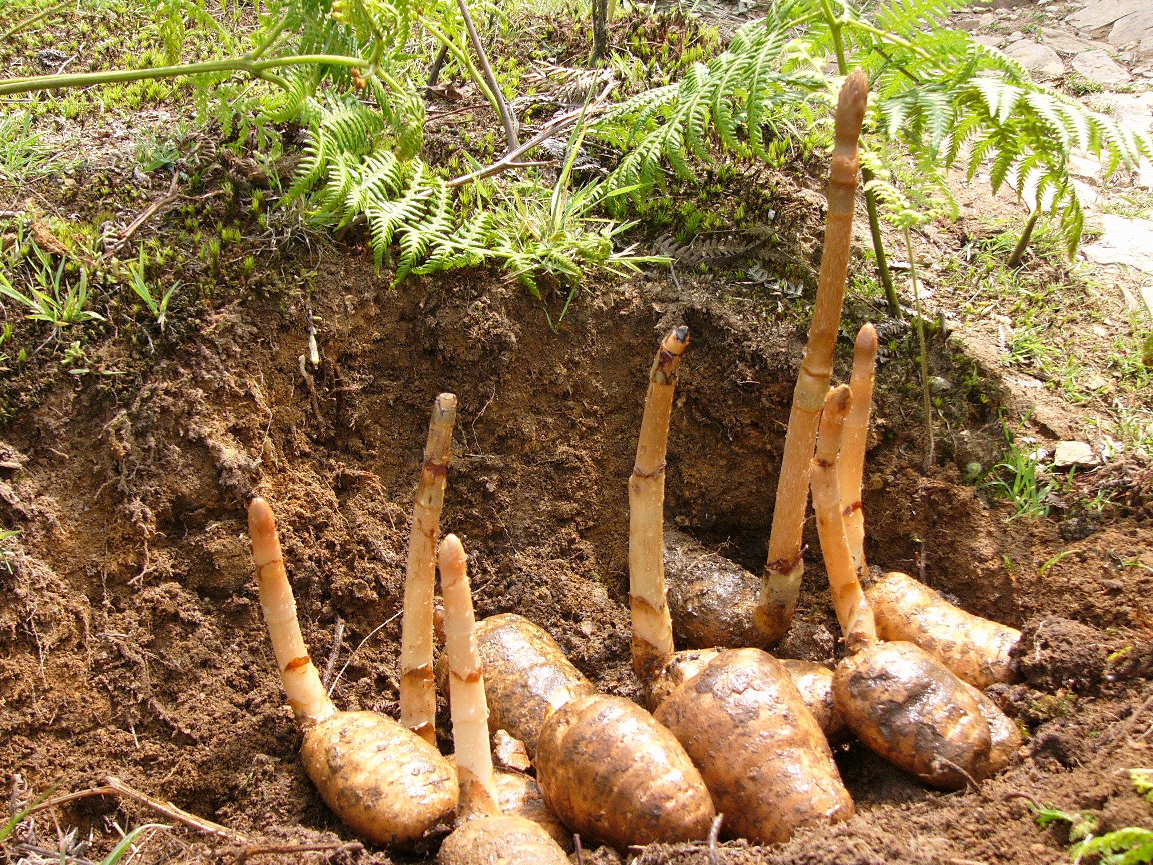 天麻的药用价值和产地,关于天麻药用的记载