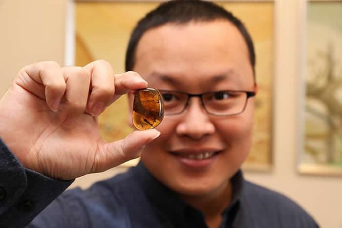 琥珀化石发现特大蛇 (琥珀化石发现了一亿年前的蛇)