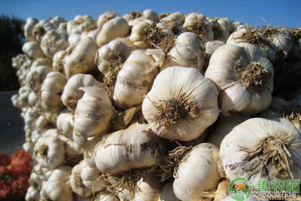 大蒜价格今日报价,今天金乡大蒜最新价格报价