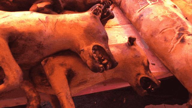 印尼美娜多潜水,印尼美娜多潜水考证