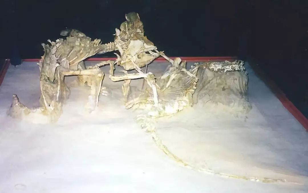 迅猛龙能不能战胜霸王龙,迅猛龙打败三角龙