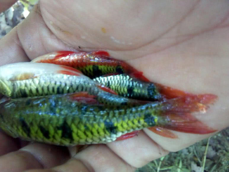 溪流钓常见的鱼,野钓常见的小鱼