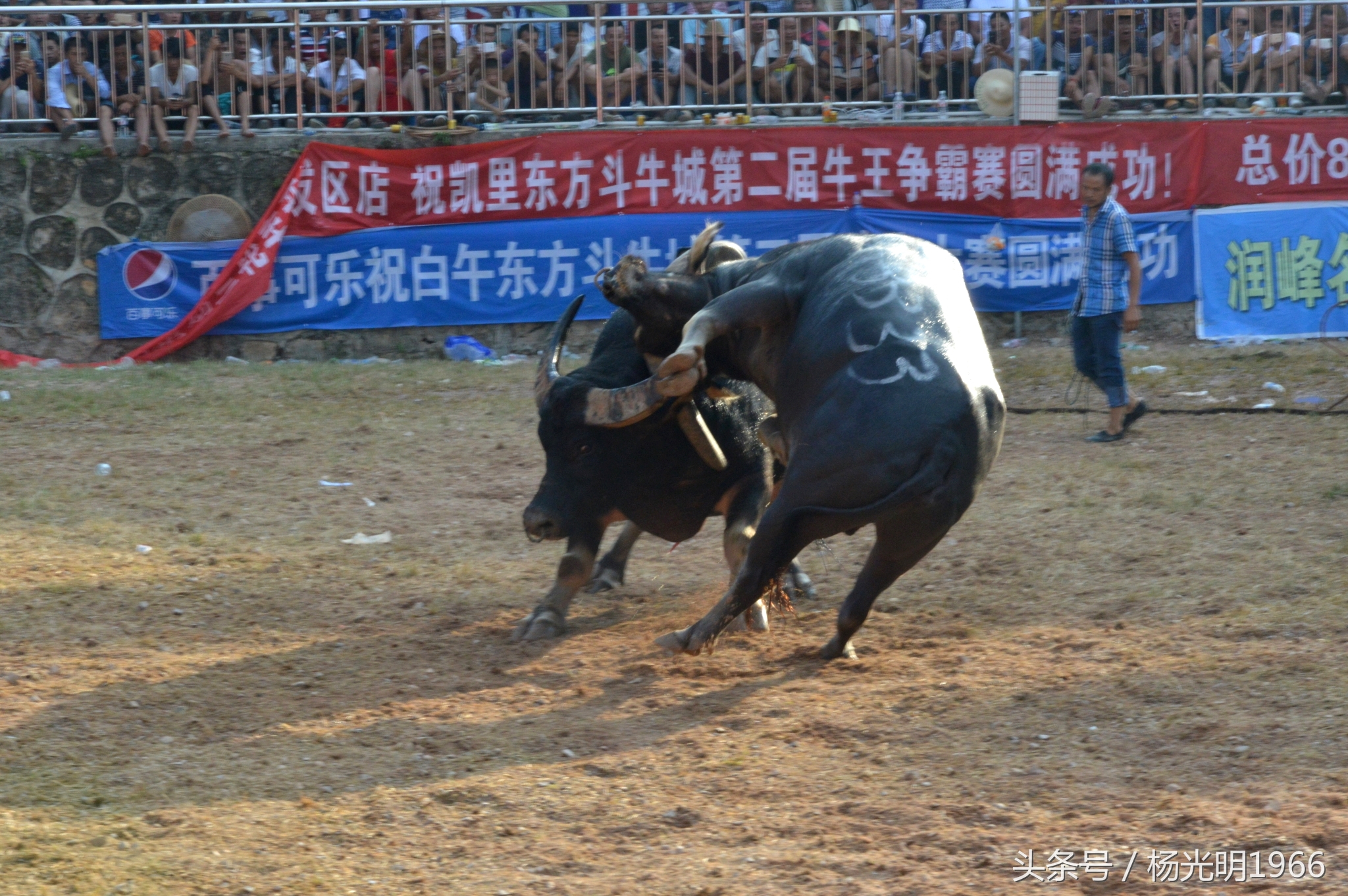 2018凯里斗牛城牛王争霸赛,凯里斗牛节视频完整版