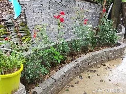 月季压枝促笋老枝条怎样处理,月季怎么养可以开爆花