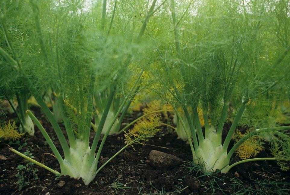 种小茴香好还是球茎茴香好,球茎茴香在春天能种么