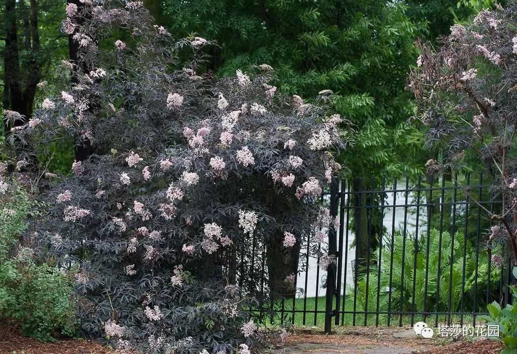 这座暗黑花园，不仅酷，还防涝