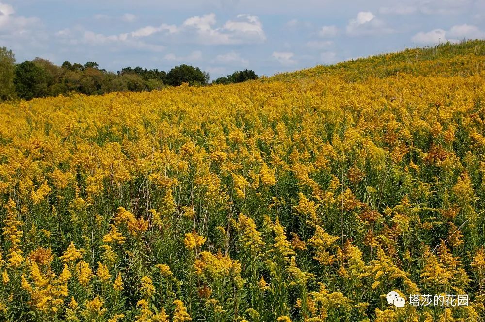 这座暗黑花园，不仅酷，还防涝