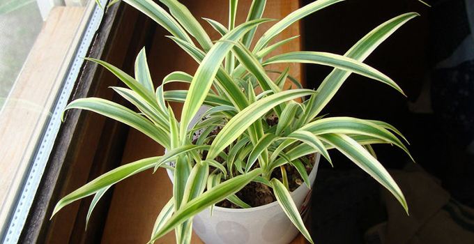 吊兰水培记住这4点长势很旺盛,水培吊兰快速生根液正确使用方法