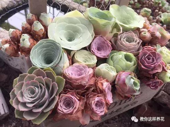 绿萝吊兰怎么养才能开花,比绿萝吊兰还好养的5种花