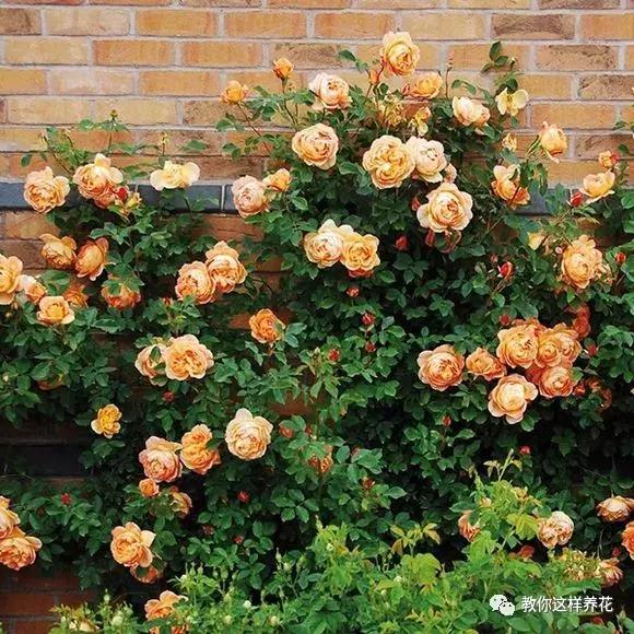 绿萝吊兰怎么养才能开花,比绿萝吊兰还好养的5种花