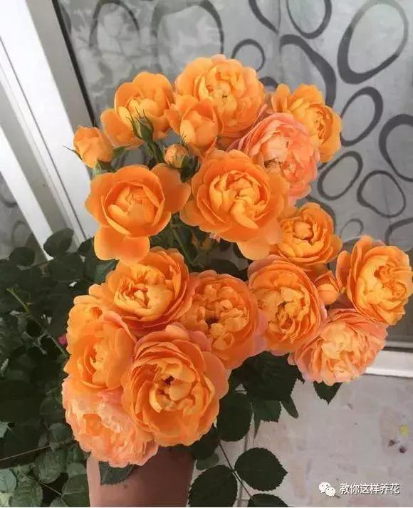 绿萝吊兰怎么养才能开花,比绿萝吊兰还好养的5种花