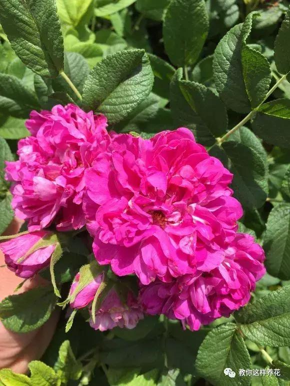 绿萝吊兰怎么养才能开花,比绿萝吊兰还好养的5种花