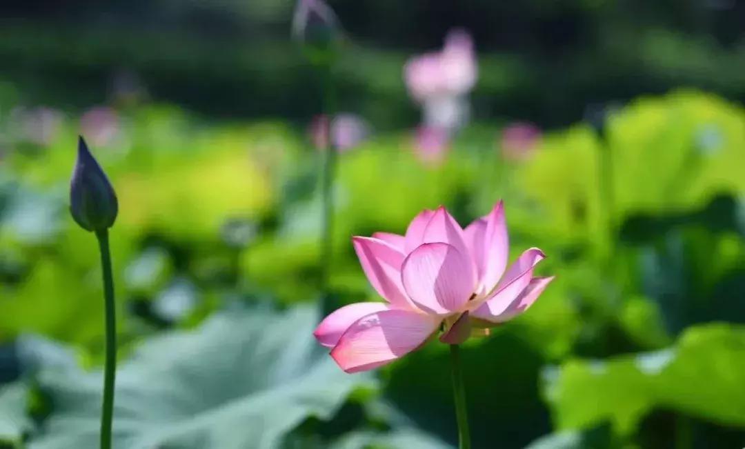藏不住了重庆这个小城太美了,藏不住了四川话