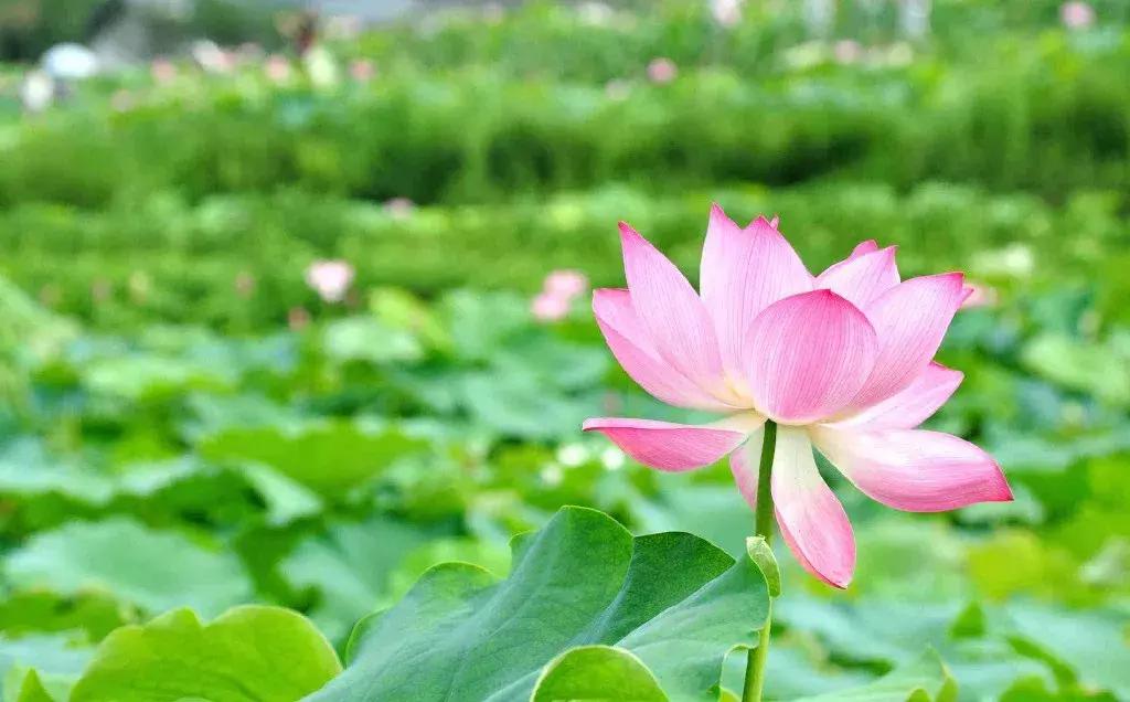 藏不住了重庆这个小城太美了,藏不住了四川话