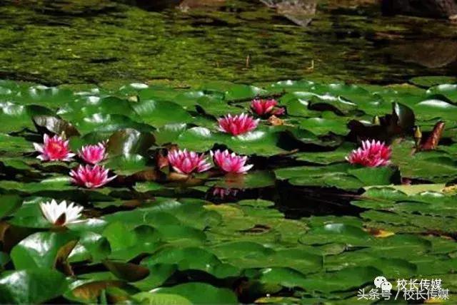 学习小古文的乐趣,小古文学习的方法和技巧