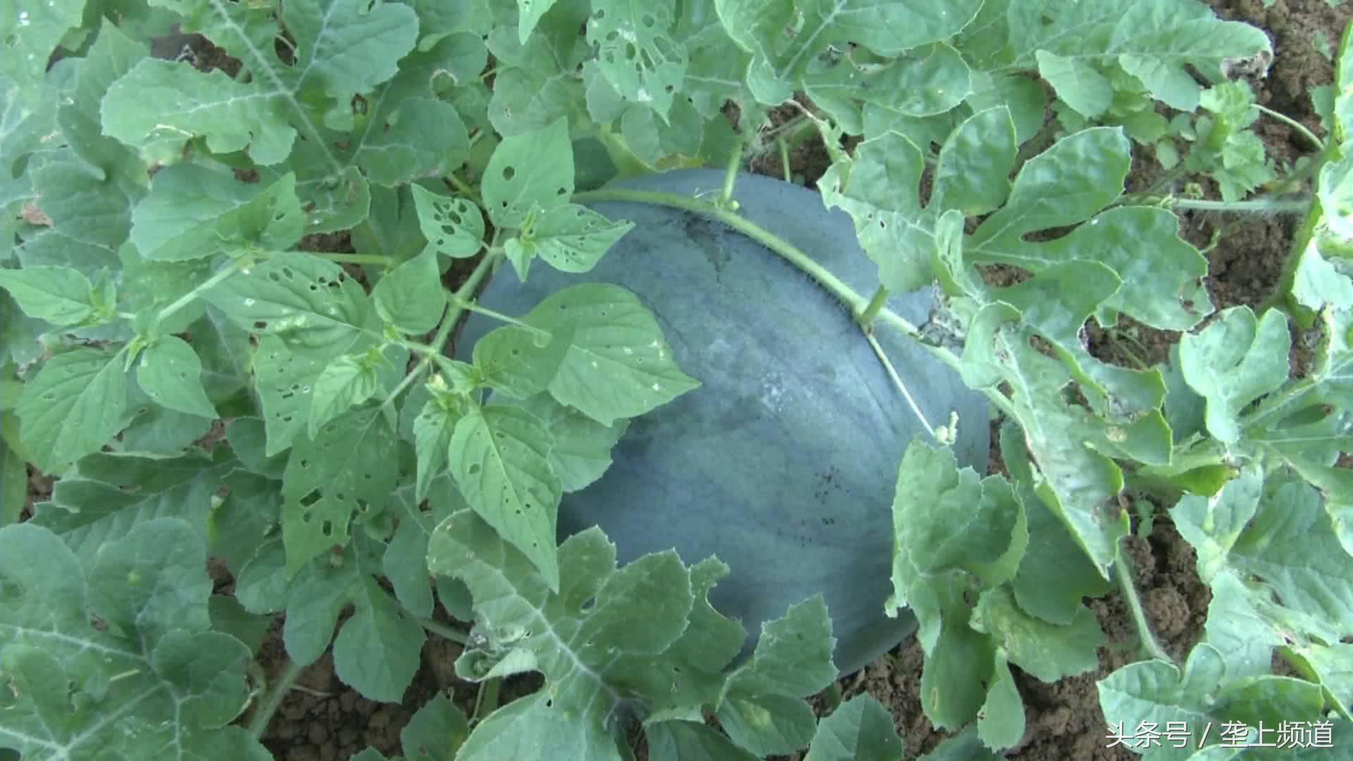 黄瓤西瓜出售哪里比较多,官庄湖黄瓤西瓜多少钱一斤