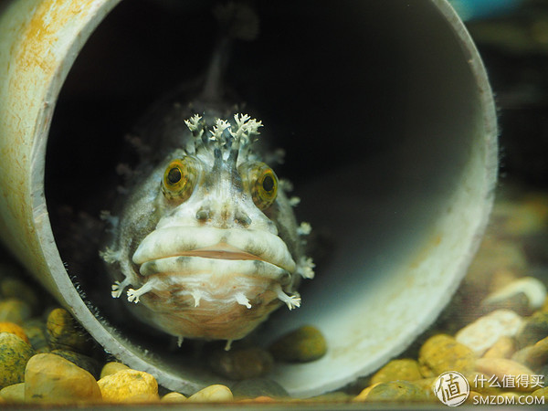 北海道札幌的散步之旅,日本北海道小樽旅游攻略