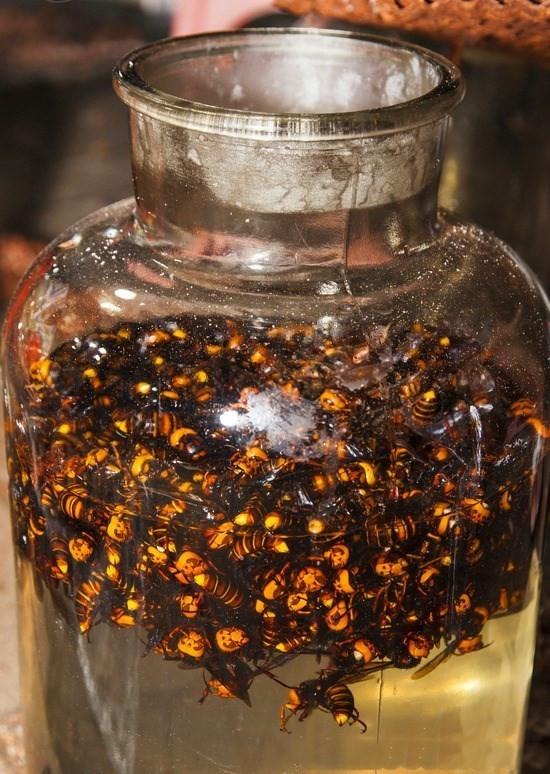 治风湿的蚂蚁,治类风湿的蚂蚁药