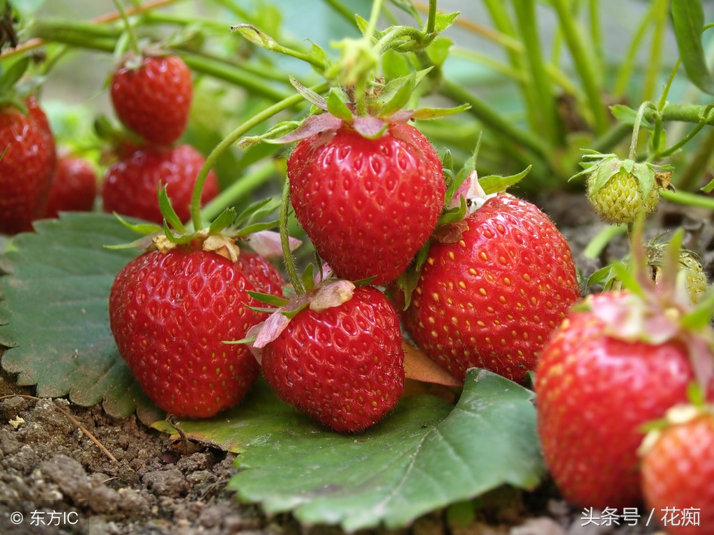 草莓长花全过程,草莓怎么把根养得又粗又壮