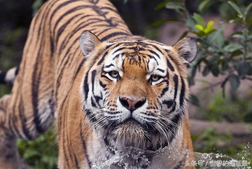 客观评价狮虎斗胜率,狮子和老虎能打过狮虎兽吗
