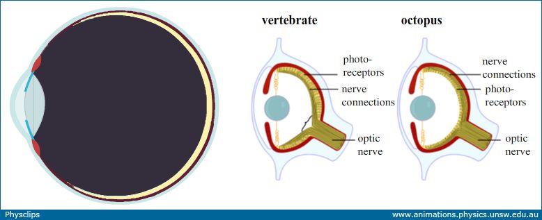 人类的身体器官有什么,人类肉体进化到极致