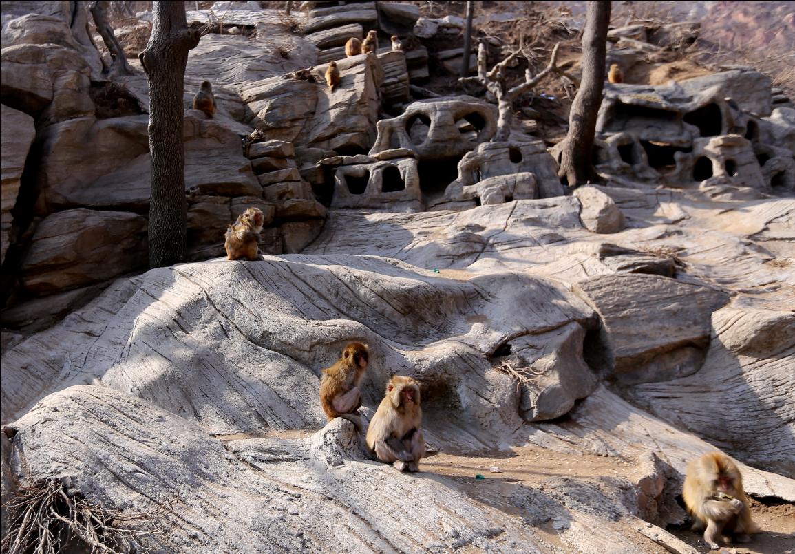 河南的云台山风景区,小云台山景区