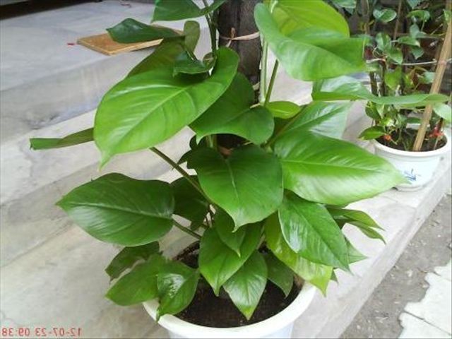 大叶绿萝的栽培方法和技术,大叶绿萝怎么种植方法和注意事项