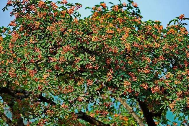 陕西韩城万亩花椒,急需大量采椒客