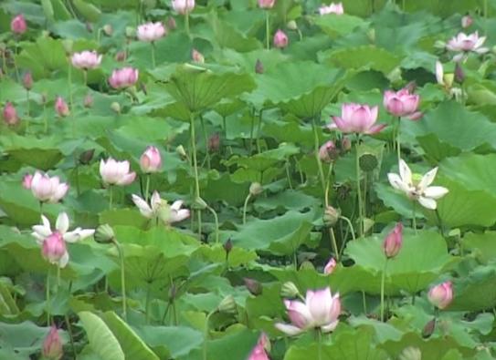 榫欐箹澶忓ぉ鏃呮父鏀荤暐,榫欐箹鑽疯姳鏃呮父鏀荤暐