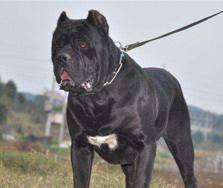 卡斯罗致命的弱点,卡斯罗犬十个不养理由