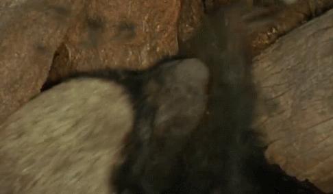 “非洲一霸”平头哥，作为动物界杠把子，它只怕物理伤害！涨姿势