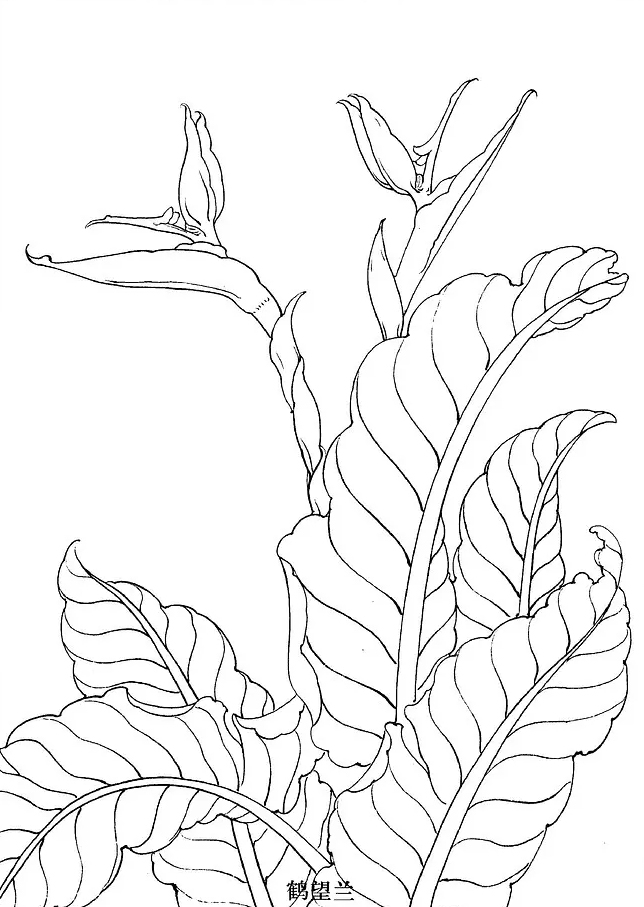 国画工笔白描花卉线稿桃花教程,工笔白描花卉牡丹与上色图