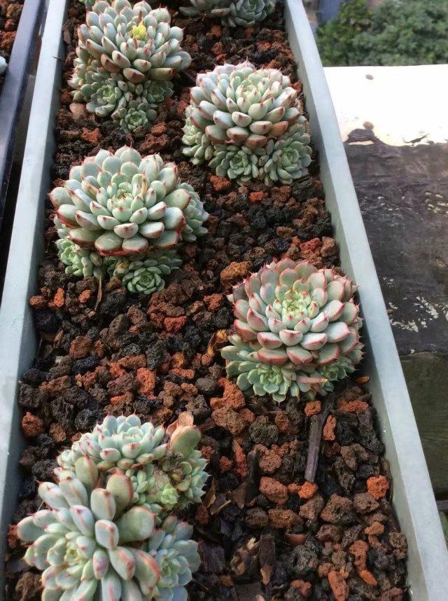 多肉长出侧芽以后，最正确的处理方式！