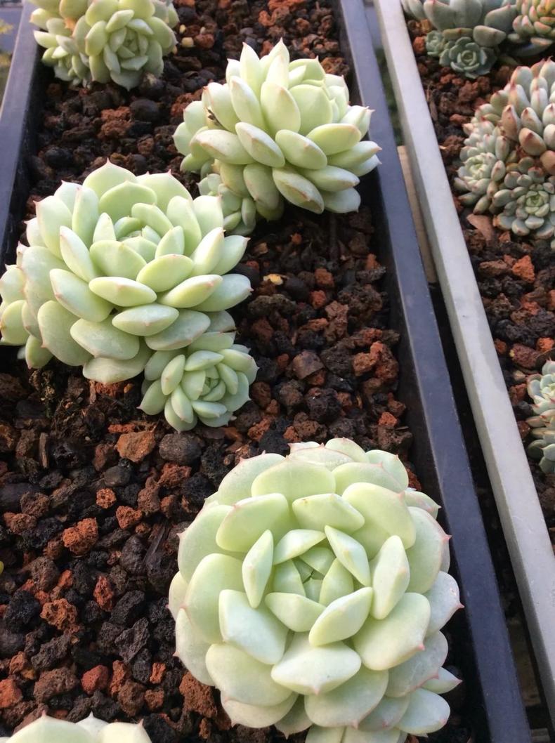 多肉长出侧芽以后，最正确的处理方式！