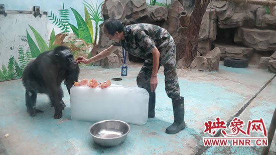 高温天动物园动物如何解暑,郑州热浪滚滚动物园开启防暑模式