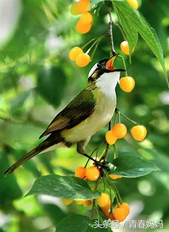 学拼音技巧声母韵母整体认读音节,学拼音声母技巧