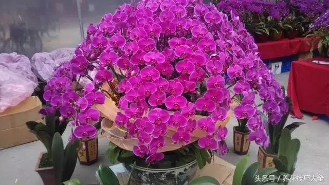 蝴蝶兰烂根怎么处理啊,怎么拯救蝴蝶兰烂根