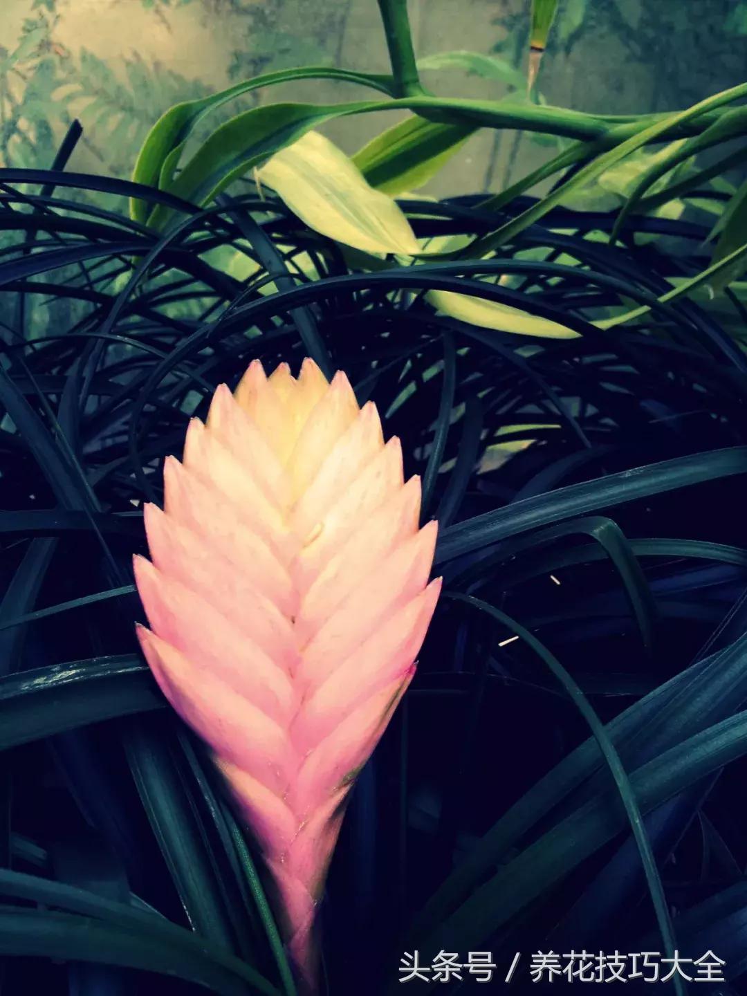 紫凤梨的特点和形态,紫凤梨多久开一次花