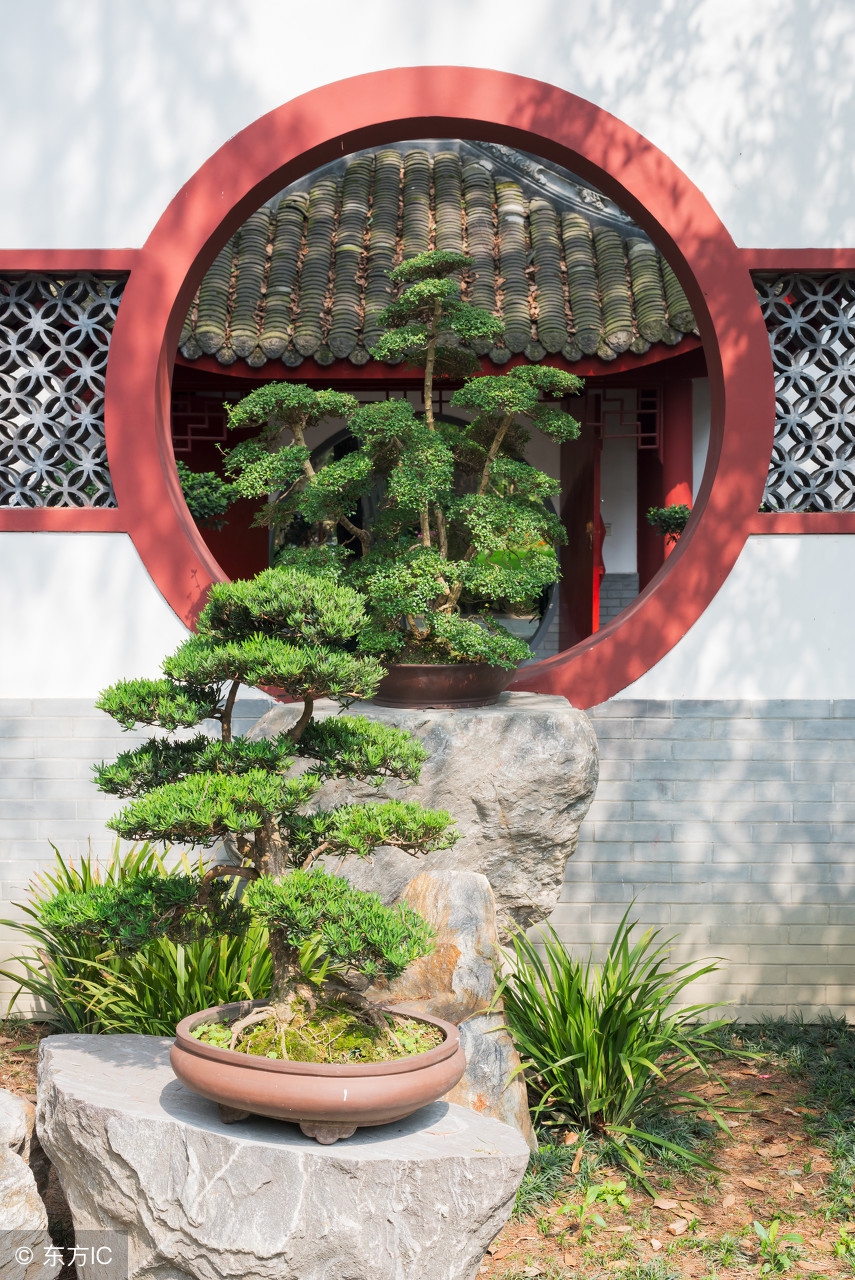 清韵优雅的盆景欣赏,盆景欣赏难得一见的绝美盆景艺术