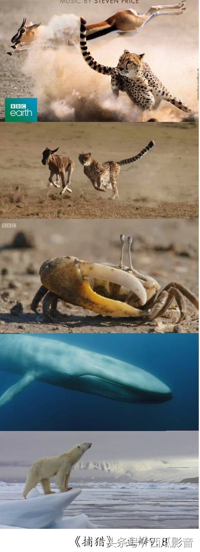 bbc史上最美纪录片,bbc纪录片美到窒息