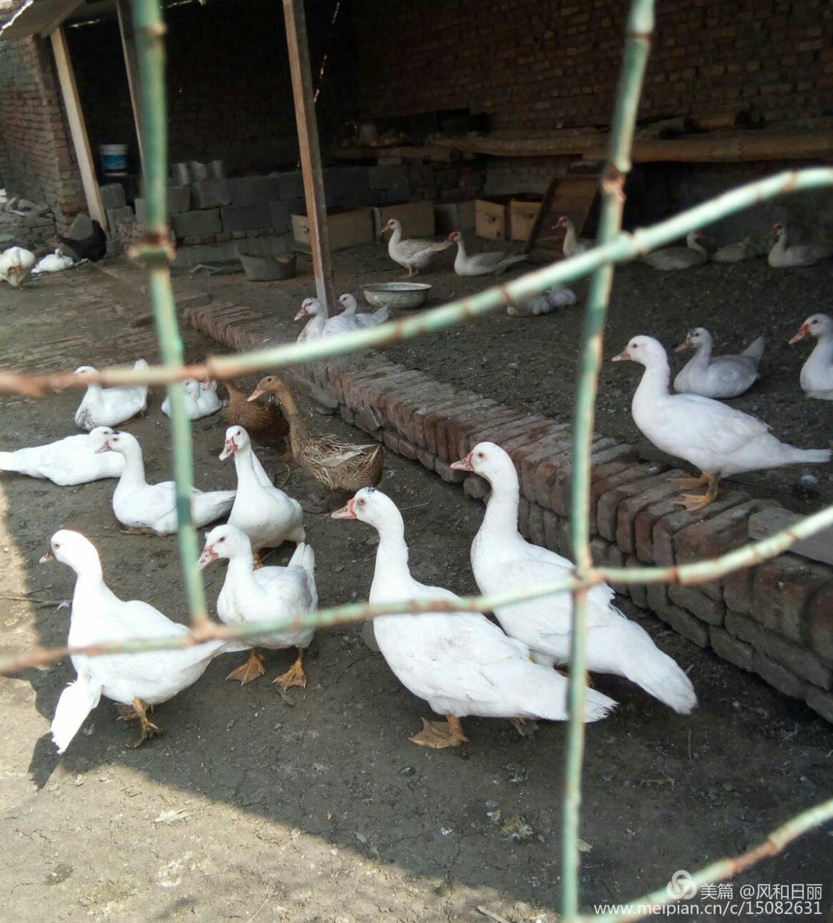 淄川哪有卖散养鸡,淄川三台山散养公鸡