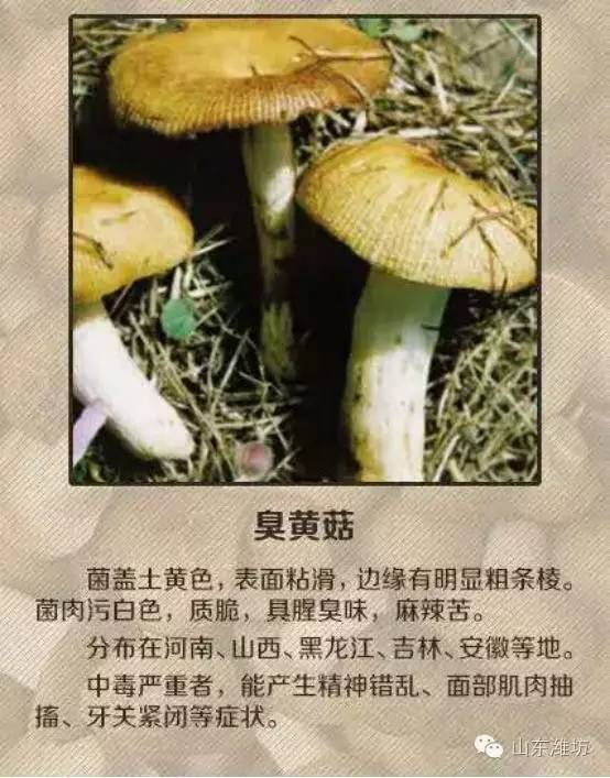 误食毒蘑菇的急救措施英文,误食毒蘑菇如何自救的视频