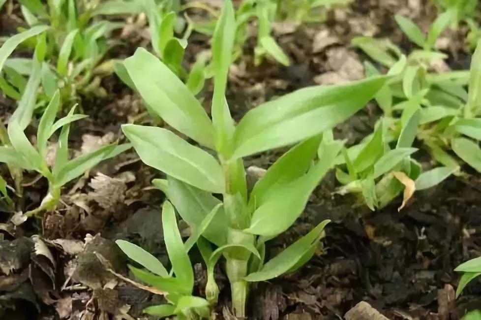 铁皮石斛林下种植视频,关于铁皮石斛种植技术培训