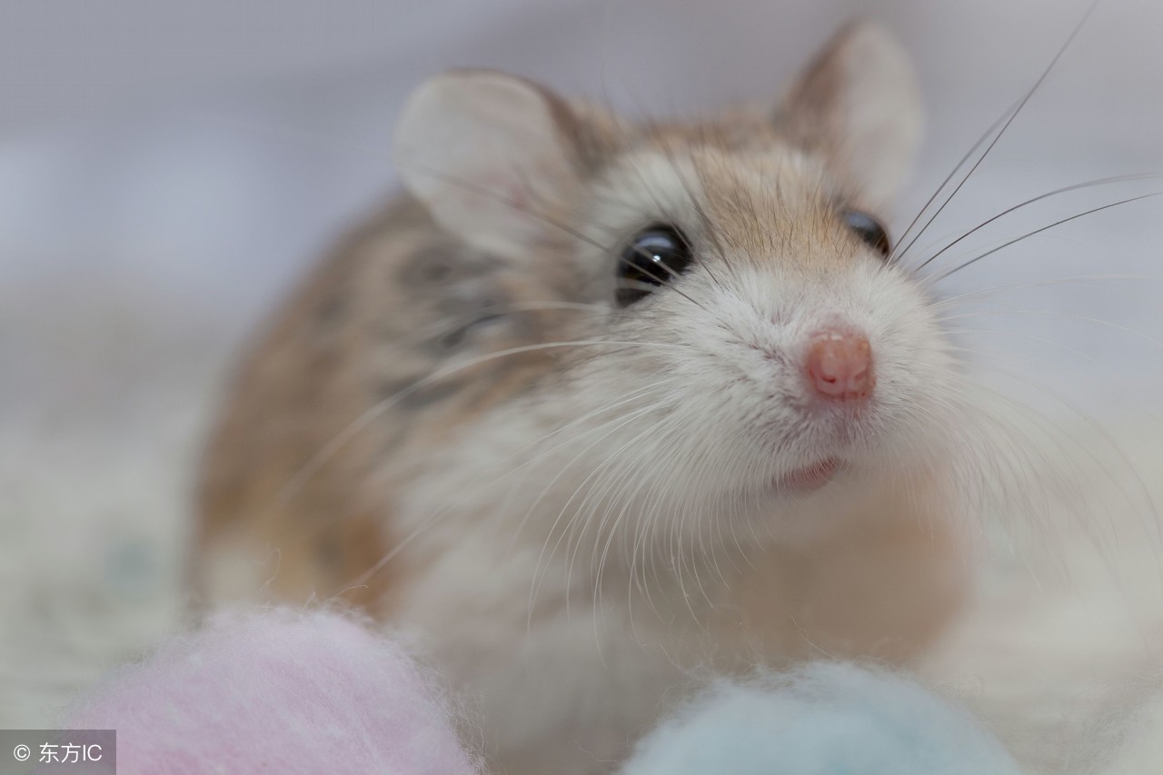 养仓鼠需要注意的事项,新手养仓鼠需要注意什么