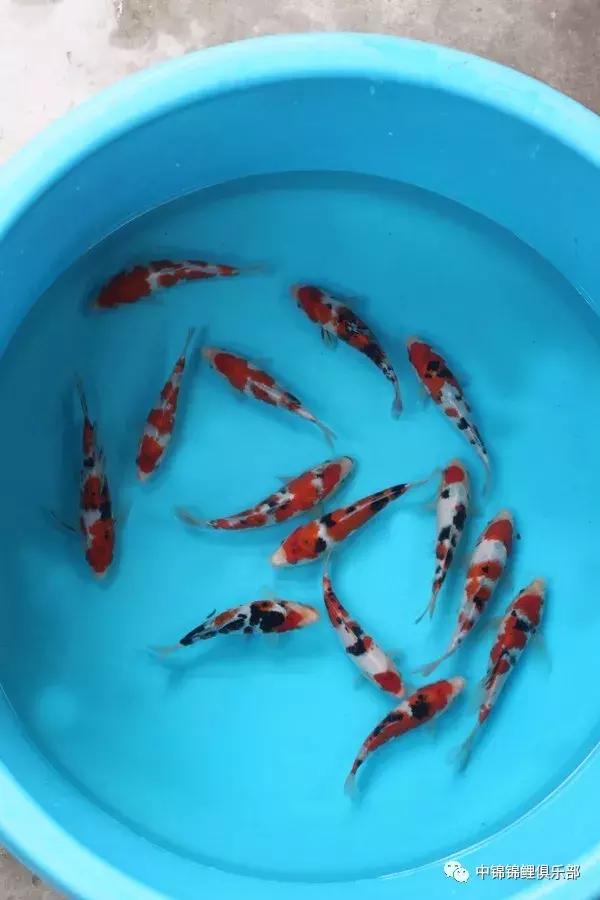 想要养条大鱼,想要养好鱼