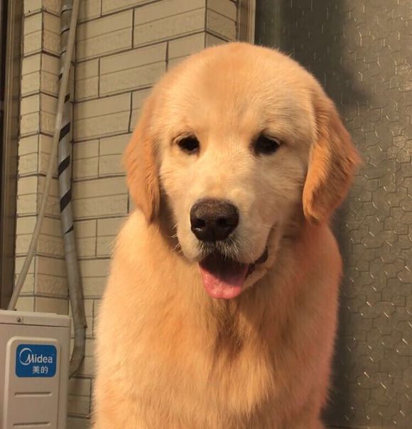 500元买了一只小金毛,网上买的400块钱的金毛能养吗