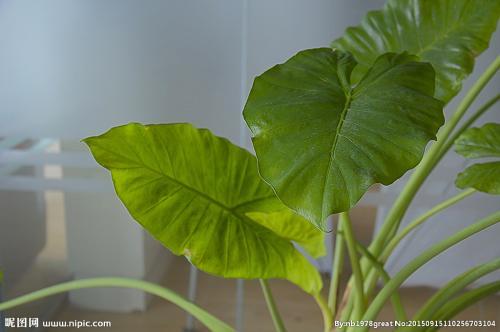 滴水观音根部腐烂有小白虫怎么办,滴水观音怎样修剪腐烂根部