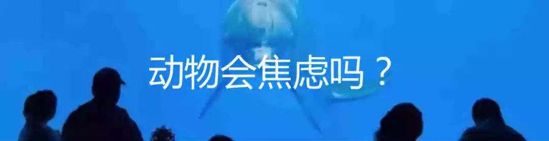 动物能感知人类心情吗,动物能感到开心吗