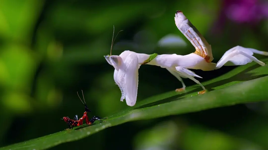 十部震撼神级片,9部堪称神作的纪录片火山